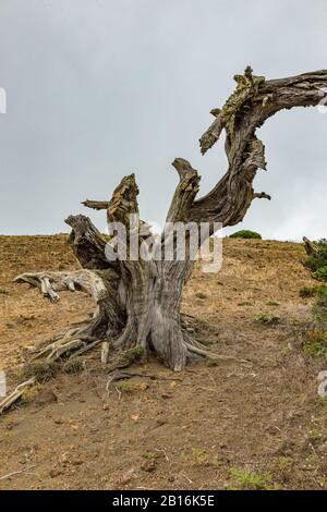 Von starken Winden verdrehte sich gnarbige Riesenjuniperbäume. Trunks schleichen sich auf dem Boden. El Sabinar, Insel El Hierro Stockfoto