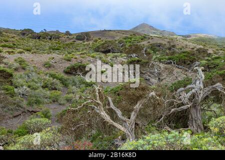 Von starken Winden verdrehte sich gnarbige Riesenjuniperbäume. Trunks schleichen sich auf dem Boden. El Sabinar, Insel El Hierro Stockfoto