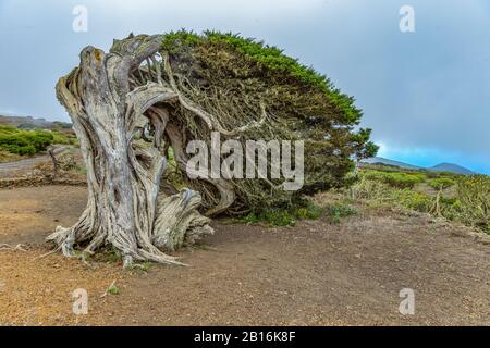 Von starken Winden verdrehte sich gnarbige Riesenjuniperbäume. Trunks schleichen sich auf dem Boden. El Sabinar, Insel El Hierro Stockfoto