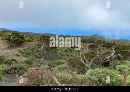 Von starken Winden verdrehte sich gnarbige Riesenjuniperbäume. Trunks schleichen sich auf dem Boden. El Sabinar, Insel El Hierro Stockfoto