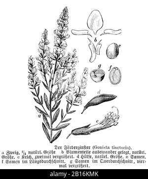 Dyer's Greenweed, Genista Tinctoria, Färberginster , Genêt des teinturiers, (Enzyklopädie, 1893) Stockfoto