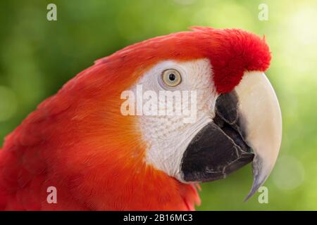 Macaw-Porträt. Schönheit der Natur. Rettet die Erde Stockfoto