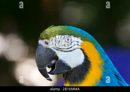 Macaw-Porträt. Schönheit der Natur. Rettet die Erde Stockfoto