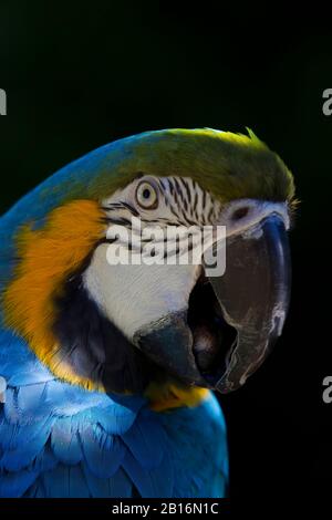 Macaw-Porträt. Schönheit der Natur. Rettet die Erde Stockfoto