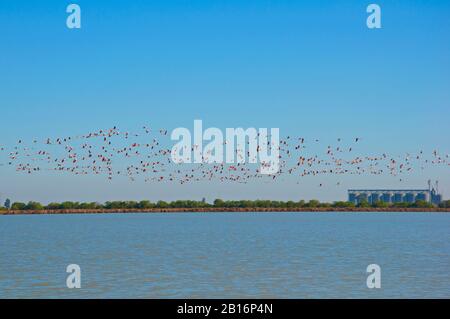 Eine große Menge Flamingo, der über Reisfelder fliegt. Streifen Land mit Körneraufzügen. Sonniger Herbsttag in Sevilla, Spanien Stockfoto