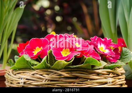 Bunte, helle Primrosblüten in einem Korb Stockfoto