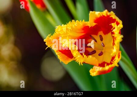 Gartentulpen in der Frühlingsonne im Gewächshaus. Stockfoto