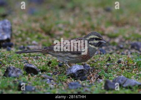 Rundbuntings an der Einspeisestelle in Broadsands Stockfoto