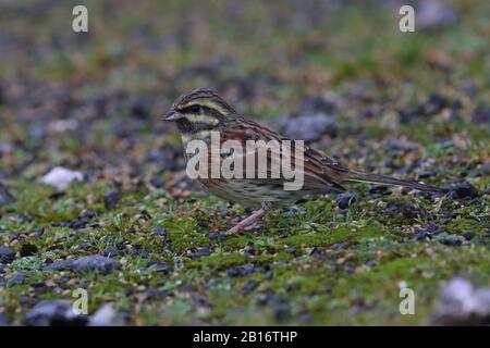 Rundbuntings an der Einspeisestelle in Broadsands Stockfoto