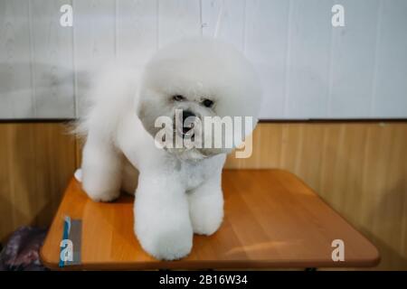 Hund Bichon Frise steht auf dem Tisch. Stockfoto