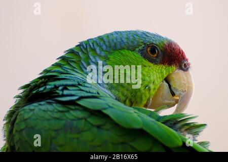 Lilakenbekrönter Amazonas-Papagei Preening und Grooming Stockfoto