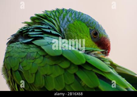 Lilakenbekrönter Amazonas-Papagei Preening und Grooming Stockfoto