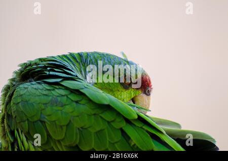 Lilakenbekrönter Amazonas-Papagei Preening und Grooming Stockfoto