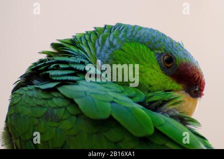 Lilakenbekrönter Amazonas-Papagei Preening und Grooming Stockfoto