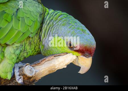 Lilakenbekrönter Amazonas-Papagei, Der Durch Kratzen Stöhnt Stockfoto