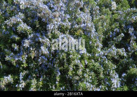 Rosmarin, auch Salvia Rosmarinus genannt Stockfoto