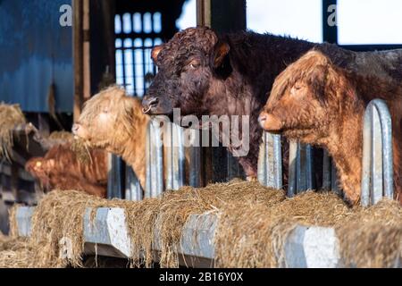 Highland-Rinder fressen Heu in einer Scheune auf der Beecraigs Country Park-Farm, Linlithgow, West Lothian, Schottland, UK Stockfoto