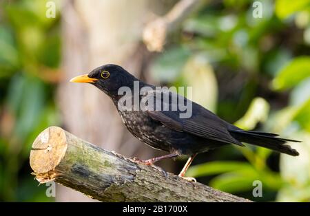 Gemeiner Blackbird, Turdus meula, männlich in einem britischen Garten, März 2020 Stockfoto