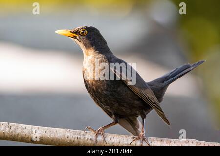 Gemeiner Schwarzvogel, Turdus merula, Weibchen thront im UK Garden Stockfoto