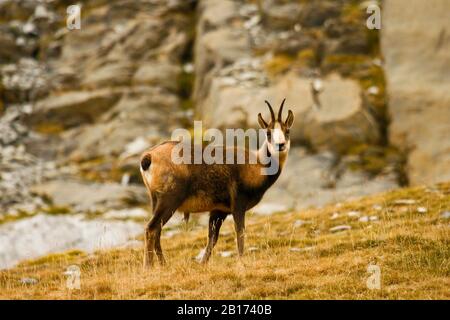 Chamois in den spanischen pyrenäen (Rupicapra rupicapra).Ordesa-Nationalpark. Huesca, Aragon. Pyrenäen, Spanien Stockfoto