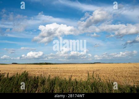 Hackpen Hill, in der Nähe von Swindon, Wiltshire, England Stockfoto