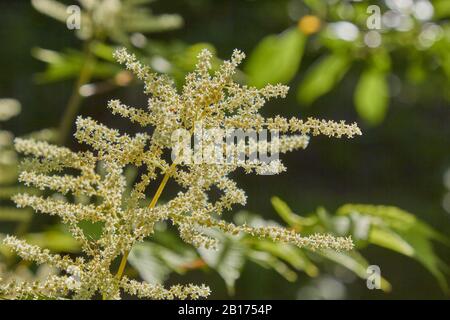 Die Blüte von Grasallergen verursacht Reizungen in den Atemwegen. Stockfoto
