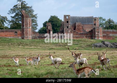 Fallow Deer im Bradgate Park, Charnwood Forest, Leicestershire, England. Ruine von Bradgate House in der Ferne. Stockfoto