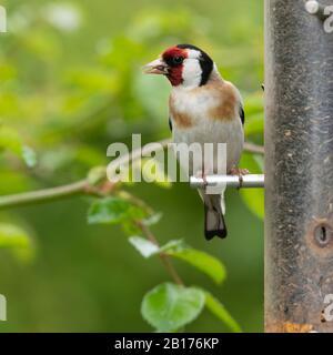 Ein Goldfinch (Carduelis Carduelis) Percht auf einem Vogelzubringer Voller Nyger-Samen Stockfoto