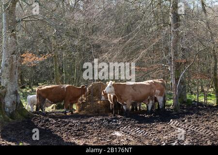 Viehfutter auf Hay in einer Zuführung am Rand eines Holzes aus Beech (Fagus Sylvatica) und Silberbirch (Betula Pendula) Stockfoto