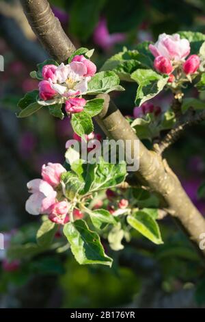 Mehrere Blumen der Apfelblüte Wachsen Entlang Eines Zweiges an einem James Grieve Apfelbaum (Malus Domestica) in Spring Sunshine Stockfoto