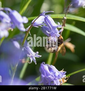 Eine Gartenbumblebee (Bombus Hortrum), Die Auf einem englischen Bluebell (Hyacinthoides Nshcripta) Fortet Stockfoto