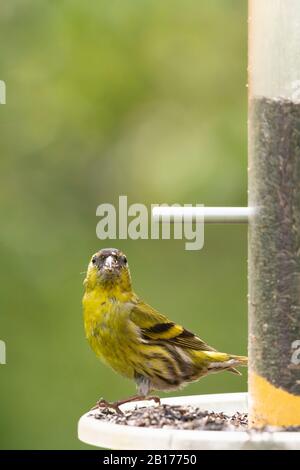 Ein Siskin (Carduelis Spinus), EIN Sommer-Besucher nach Schottland, der auf einer Vogelzufuhrstation Steht, Die Mit Nyger-Samen Gefüllt ist Stockfoto