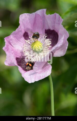 Eine gepuffte Bumblebee (Bombus Terrestris) Liegt auf Dem Rücken Unter den Filamenten eines Opium Poppy, um Pollen mit einer zweiten Biene Im Flug Zu Sammeln Stockfoto