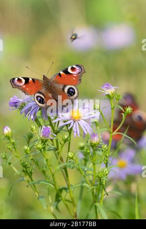 Ein Peacock Butterfly (Aglais IO) ließ sich auf Einer Michaelmas Daisy (Symphyotrichum Novi-Belgii) nieder, wobei ein zweiter Schmetterling im Hintergrund sichtbar ist Stockfoto