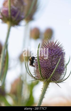 Eine Gartenbumblebee (Bombus Hortorum), Die Sich Von Einer Gruppe wilder Teaselblüten (Dipsacus fullonum) Ernährt Stockfoto