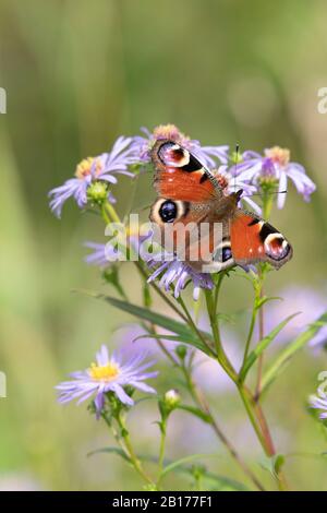 Blumen der Michaelmas Daisy (Symphyotrichum Novi-Belgi) Bieten im Spätsommer Nahrung für den Pfauenblütler (Inachis Io) Stockfoto