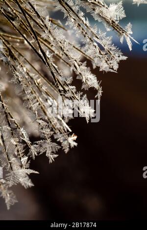 Wisconsin Kiefernzweig an einem Februar Morgen mit Hoarfrost bedeckt, vertikales Makro Stockfoto