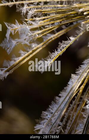 Kiefernnadeln aus Wisconsin, die an einem Februar Morgen mit Huffrost bedeckt sind, vertikales Makro Stockfoto