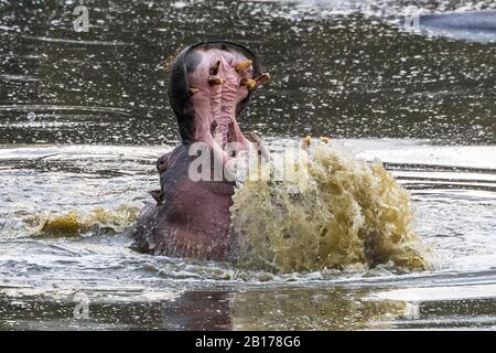 Hippopotamus, Flusspferd, gemeiner Hippopotamus (Hippopotamus amphibius), Ausgewachsenes Männchen, das aggressives Verhalten zeigt, Südafrika, Mpumalanga, Kruger-Nationalpark Stockfoto