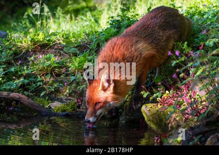 Rotfuchs (Vulpes vulpes), trinkt an einem Wasserplatz in einem Wald, Schweiz, Sankt Gallen Stockfoto