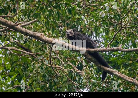 Bärenkatze binturong (Arctictis binturong) sitzt auf einem Ast in einem Baum, Thailand, Chang Wat Prachin Buri Stockfoto