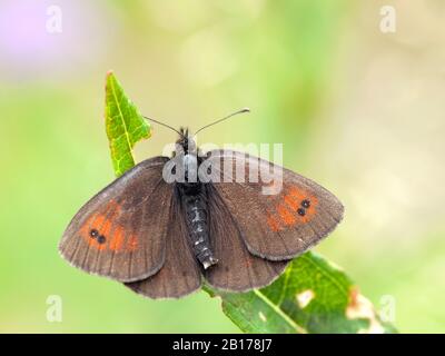 Schweizer Rassenringlet (Erebia tyndarus), auf einem Gras Ohr sitzend, Schweiz, Wallis Stockfoto