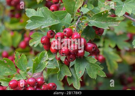 Gewöhnlicher Weißdorn, singlesiger Weißdorn, englischer Weißdorn (Crataegus monogyna), Zweig mit Früchten, Deutschland, Sachsen Stockfoto