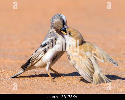 Saharia-Wüstenpfeil (Passer simplex saharae, Passer saharae), männlich und jugendlich in Oued Jenna, Marokko, Westsahara Stockfoto