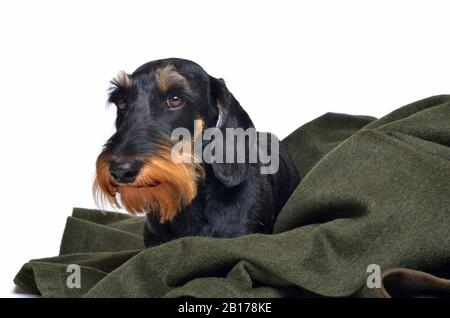 Drahthaariger Dachshund, Drahthaariger Wursthund, Haushund (Canis lupus f. familiaris), auf einem Jagdmantel liegender männlicher Drahthaaren-Dachshund, Vorderansicht Stockfoto