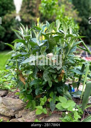 Schmetterlingsstrauch, violetter Schmetterlingsstrauch, Sommerlilac, Schmetterlingsstrauch, Orangenauge (Buddleja davidii, Buddleia davidii), Schießerei auf einem geschnittenen Schmetterlingsstrauch Stockfoto