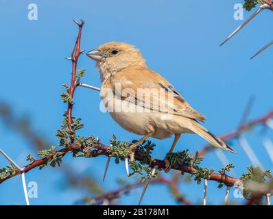 Saharian Desert Sparrow (Passer simplex saharae, Passer saharae), weiblich auf einem Zweig, Marokko, Westsahara Stockfoto