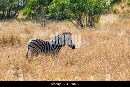 Burchell's Zebra, Zebra, Common Zebra, Plain Zebra (Equus quagga burchelli, Equus burchelli), Foal in Savanne, Südafrika, Mpumalanga, Kruger National Park Stockfoto