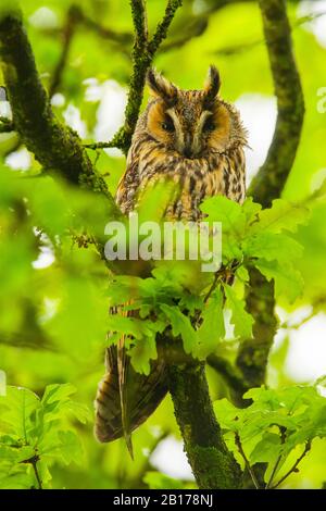 Langohrige Eule (Asio OTUS), die in einer Eiche, Niederlande, Drenthe thront Stockfoto