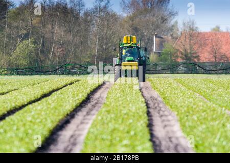 Giftspritzen in Nöten des Lilienanbaus, Niederlande, Frisia Stockfoto